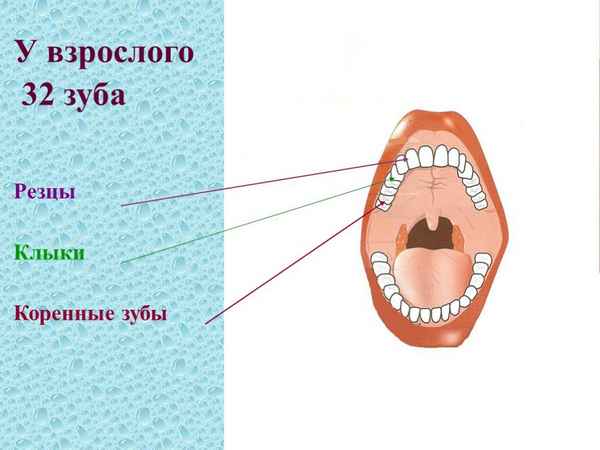 Здоровые зубы: сколько зубов должно быть в ротовой полости? 