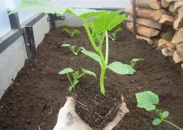 Выращивание огурцов в теплице: как вырастить, семена, сорта, рассада 