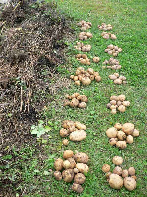 Выращивание картофеля под соломой: посадка картошки, как сажать 