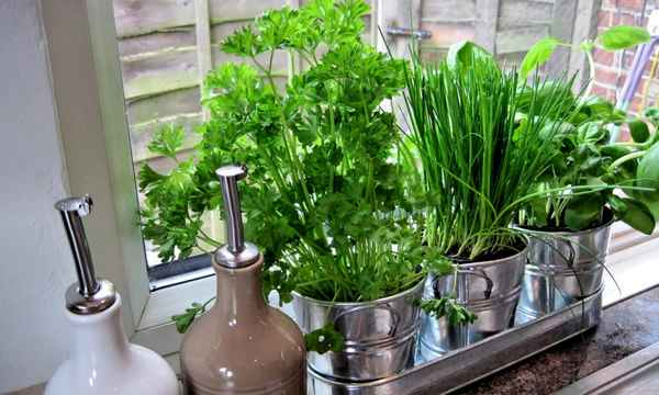 Домашний огород: как вырастить укроп дома 