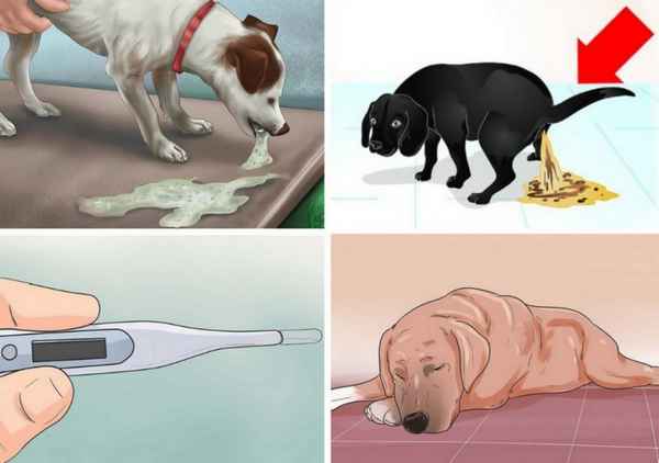 Понос у собаки: что делать, что дать, чем лечить? 