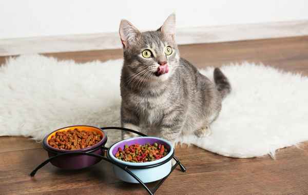 Как и чем кормить кота, кошку? Правильное питание кошек 