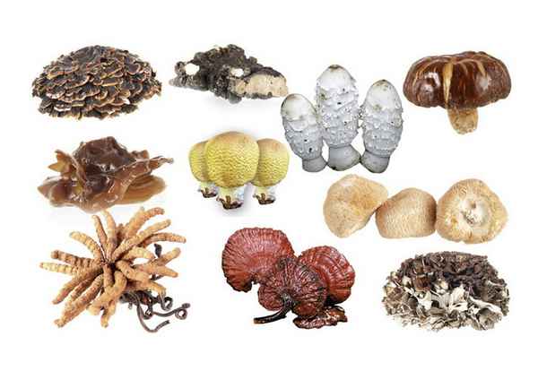 Лечение paка грибами, их виды, смеси. Что такое фунготерапия