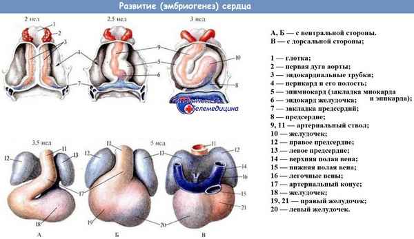 Эмбриогенез, границы, камеры сердца | 