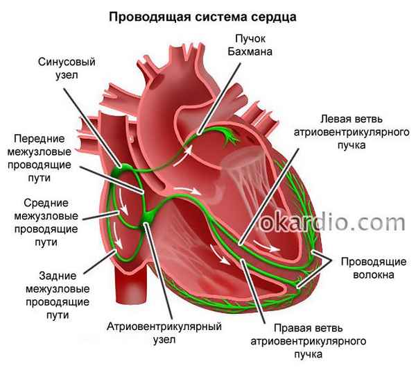 Проводящая система сердца  