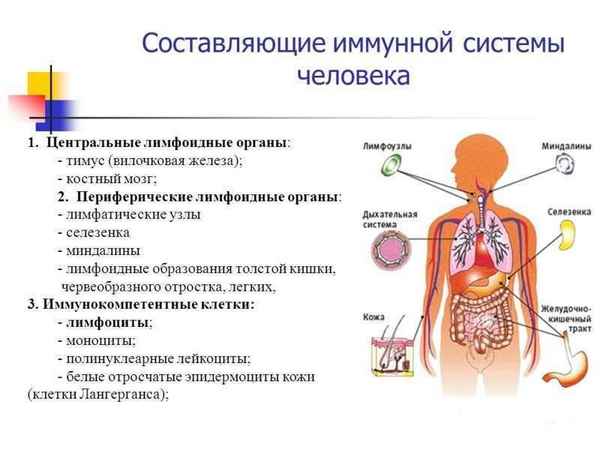 Органы иммунитета  